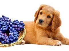 Can dogs eat grapes