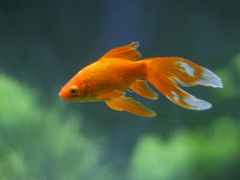 Best fish to have as pets​