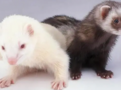 What do ferrets eat