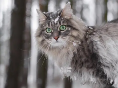 Norwegian forest cat​:Cat World Forest Hunter