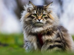 Siberian cat​:Russian National Cat