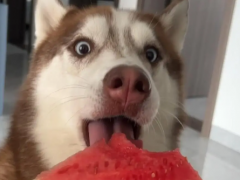 Can dogs have watermelon