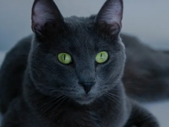 Russian Blue Cat: The winter spirit of the cat world