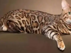 Savannah cat:The most expensive cat in the world