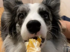 Can dogs eat oranges