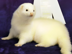 How much does a ferret cost